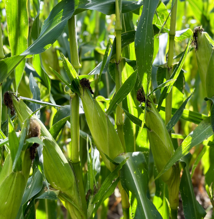 Sweet Corn Processors | Crookham Company